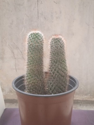 Cactus in nursery pot Mammillaria Spinosissima new