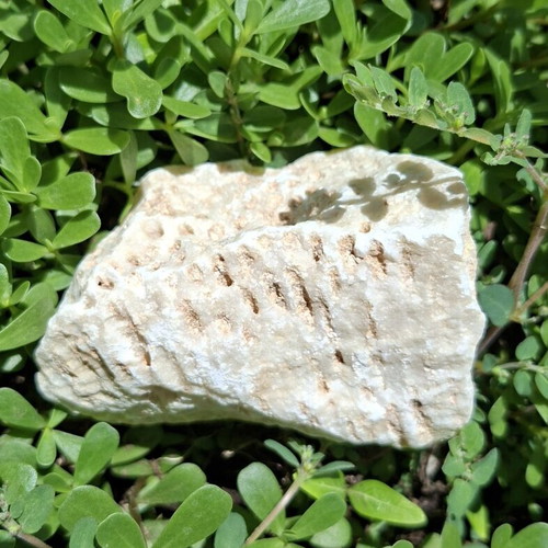 Fossilized coral from northern Evros, new