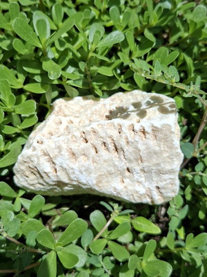 Fossilized coral from northern Evros, new