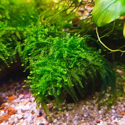 Weeping Moss aquarium plant new, easy care, moderate growth