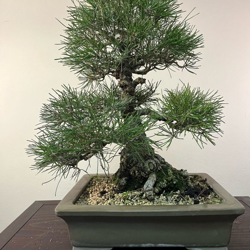 Bonsai Japanese pine 30cm used with -  800,00 - Vendora.cy