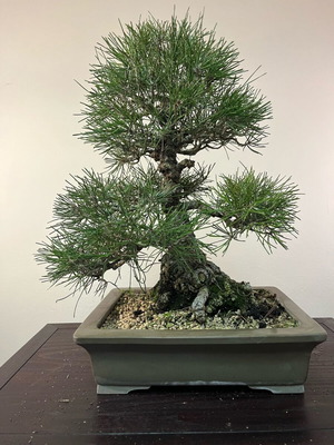 Bonsai Japanese pine 30cm used with Tokoname Keizan pot