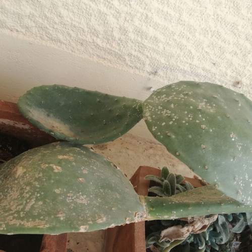 Opuntia cactus used with large leaf in pot