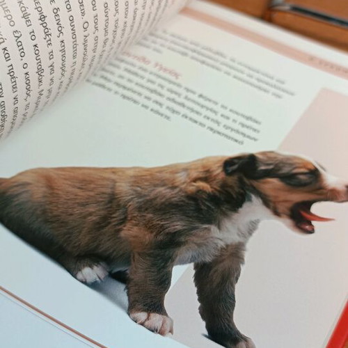 Puppies Alison Jones used book