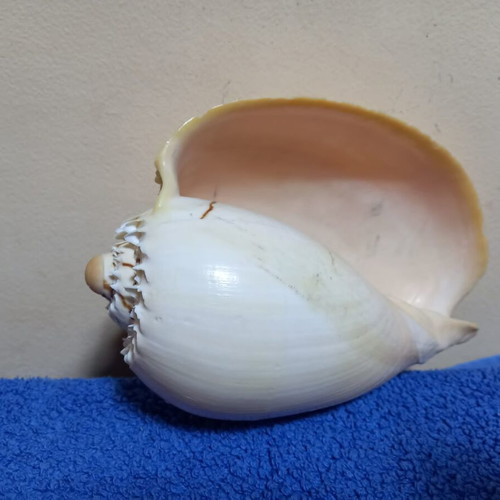 Melo Diadema seashell used, nautical decoration