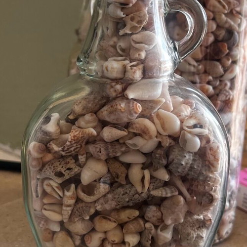 Glass vase filled with natural shells made to order