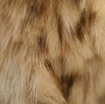 Maxin fox fur vest new