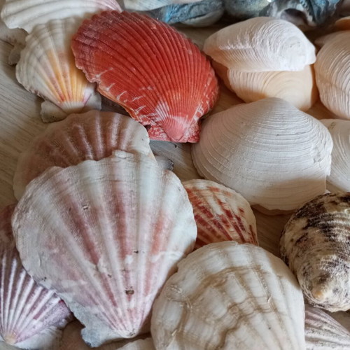 Natural seashell collection, various sizes and shapes, 2kg