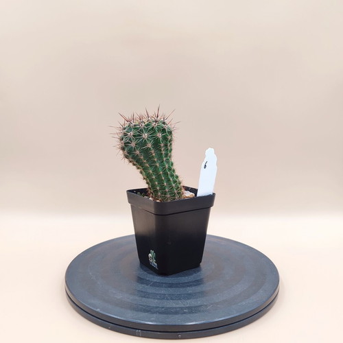 Echinopsis cactus in plastic pot