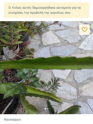 Μοσχεύματα dragon fruit, διαφόρων διαστάσεων
