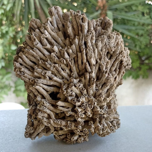 Vintage Authentic Mediterranean Coral Specimen 16 cm, 1980s