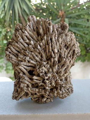 Vintage Authentic Mediterranean Coral Specimen 16 cm, 1980s