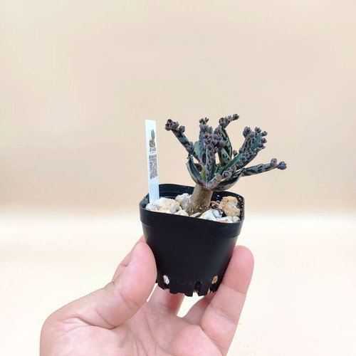 Mother of Thousands 5 mini pots new, nature touches