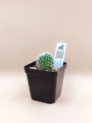 Κάκτος Mammillaria σε πλαστικό γλαστράκι