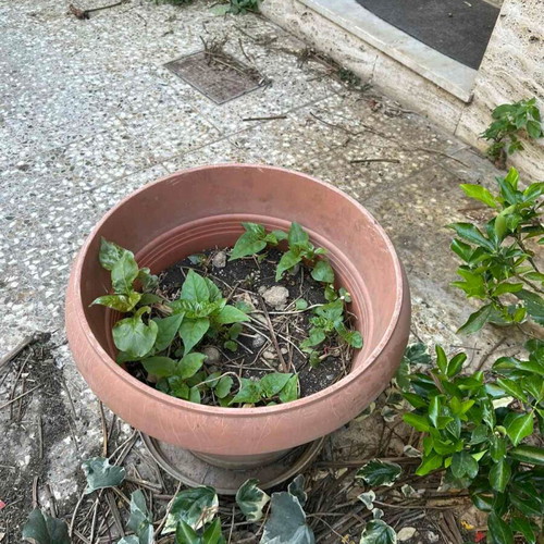 Flower pots used, pack of 2 green and 2 brown