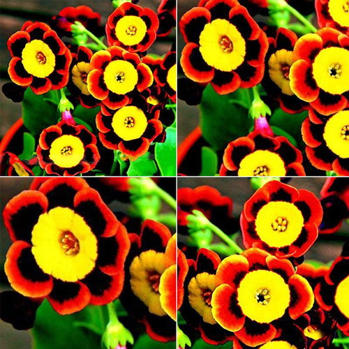 25 Seeds Tricolor Rare Petunia Exotic Flowering