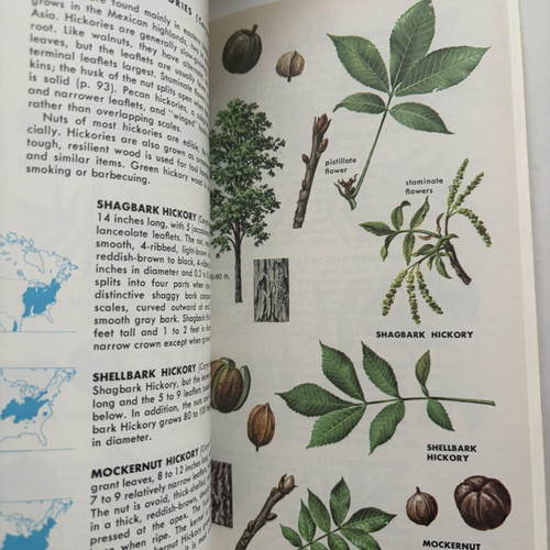 Trees of North America A Guide to Field Identification book like new