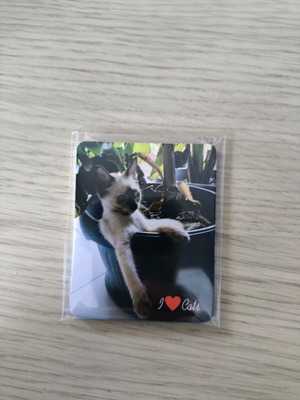 Magnet new with real cats