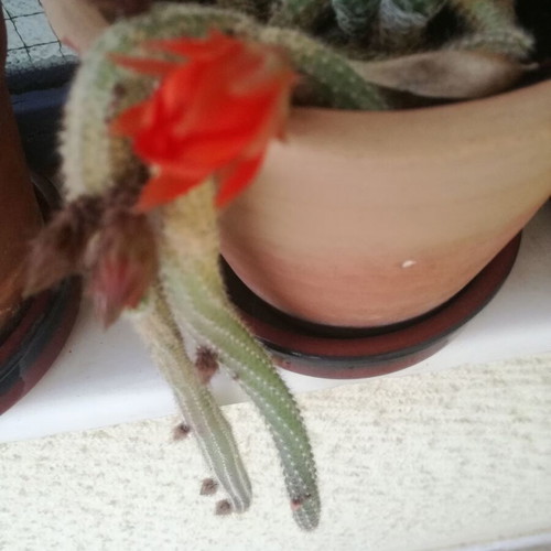 Aporocactus used with small 8cm plastic pot