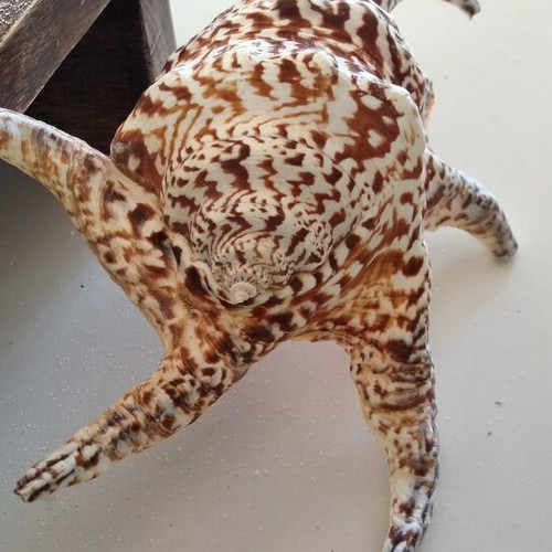 Harpago Chiragra Seashell New, Collectible Spider Conch Lambis Chiragra