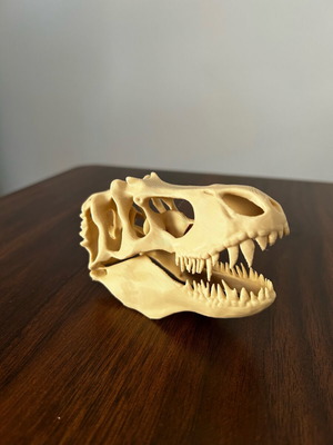 T-Rex dinosaur skull like new, 12 centimeters long