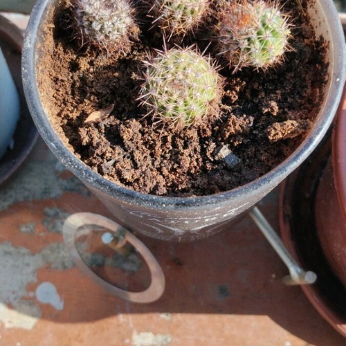 Σετ 4 μικροί σφαιρικοί κάκτοι Echinopsis με πυκνές αγκαθιές σε διακοσμητική γλάστρα