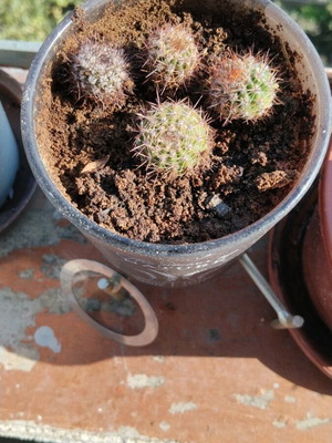 Σετ 4 μικροί σφαιρικοί κάκτοι Echinopsis με πυκνές αγκαθιές σε διακοσμητική γλάστρα