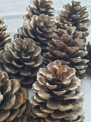 Natural pine cones new, pack of 10 for crafts