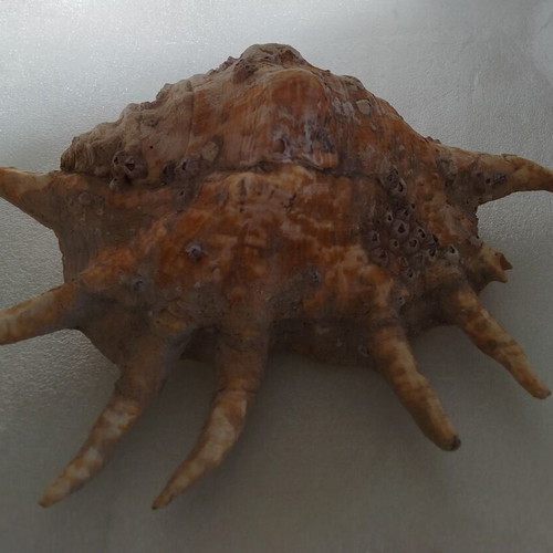Seashells used, pack of 2 very old over 40 years