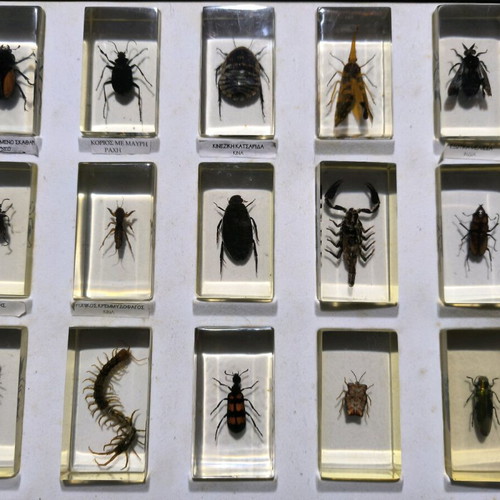 Deagostini real insects used collection, 39 pieces