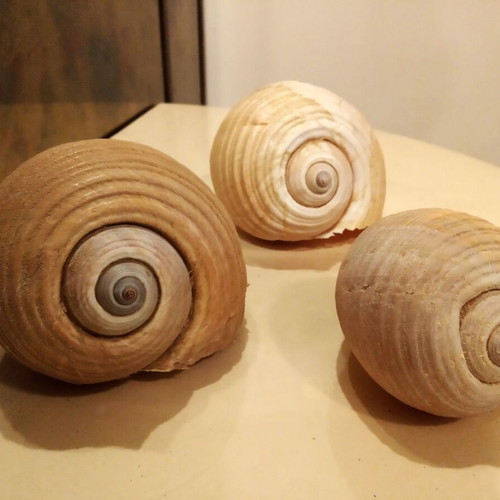 Tonna Galea shells or Bouhona, pack of 3, excellent condition