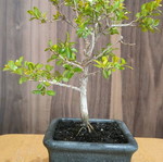BONSAI  buxus