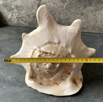 Large shell used
