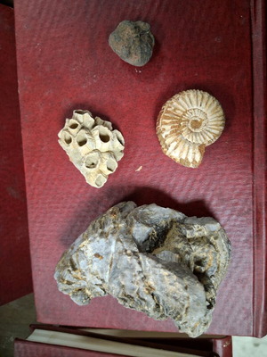 Fossils used, set of 4 with trilobite, ammonite and coral