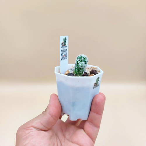 Mammilaria cactus new, set of 5 mini pots