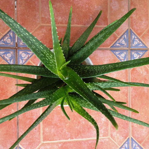 Aloe Vera medicinal plant tree-like new with two roots in pot