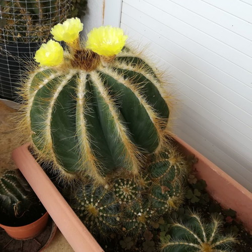 Parodia Magnifica cactus used with recent flowering