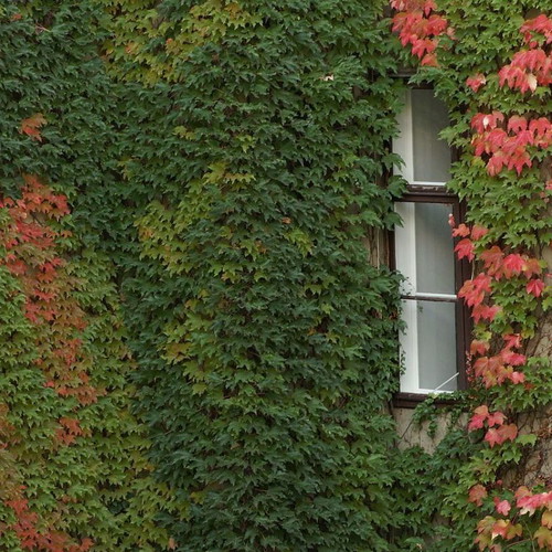 Parthenocissus Tricuspidata climbing plant seeds, pack of 25