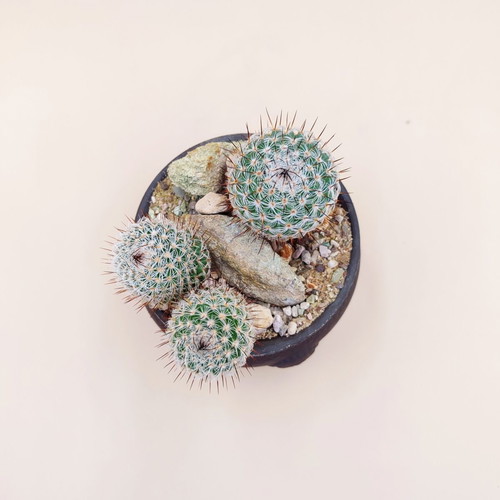 Mammillaria cactus in ceramic pot