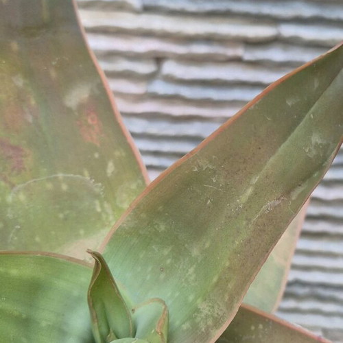 Aloe Striata new, large specimen with 23cm caudex