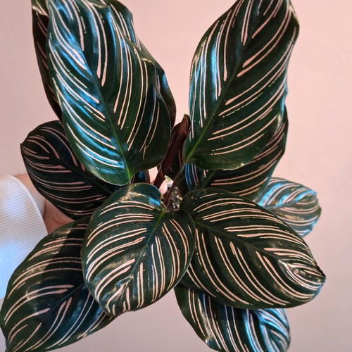 Calathea ornata plant 15cm - 20cm new