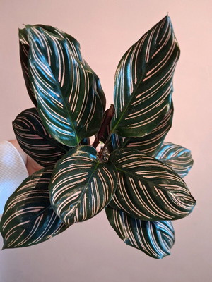 Calathea ornata plant 15cm - 20cm new