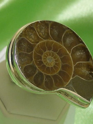 Ammonite ring in 925 silver new