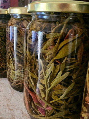 Critamo Jar New Harvest 2025, Leaves Without Thick Stems