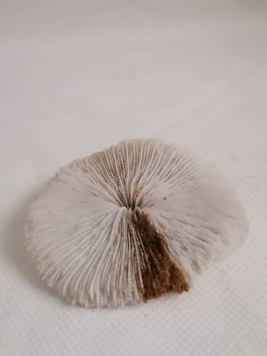 Κοχύλια μεταχειρισμένα White natural mushroom Coral στρογγυλό 8,5cm