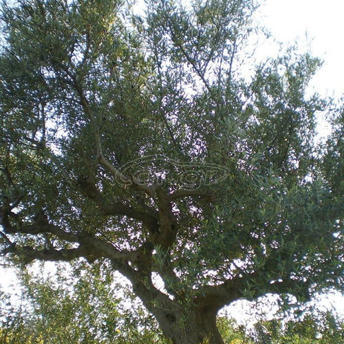 Building land with olive trees in Messinia, Petalidi Achladochori
