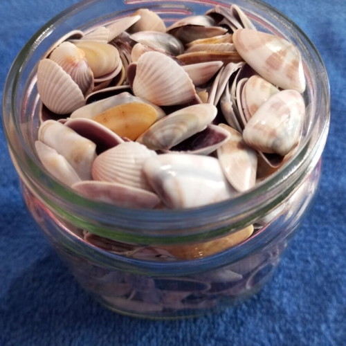 Jar of seashells like new, colorful for crafts and candle making
