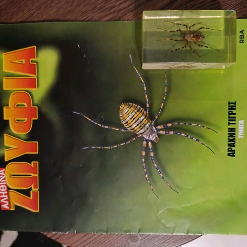 Alithina Zoyfia Issue 8 used
