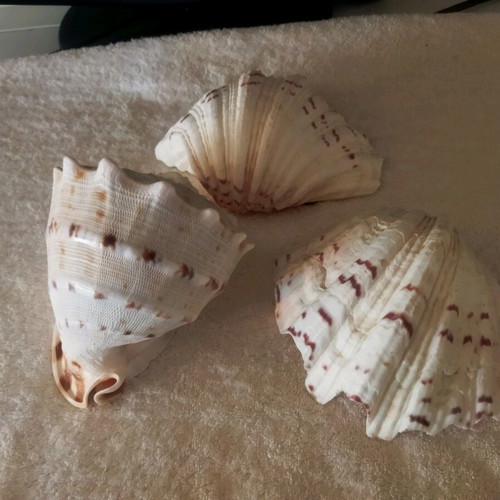 3 Large shells. (1) basil. AUTHENTIC