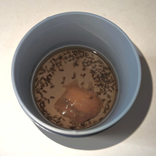 Fly Trap new, effective insect catcher